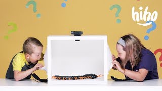 Kids Guess What's in the Box! | Episode 2 | HiHo Kids