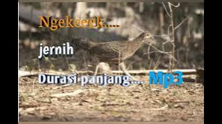 masteran ayam hutan hijau betina birahi