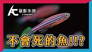 很怕把魚養死？那你一定沒養過仙子！ ｜AC草影水族 