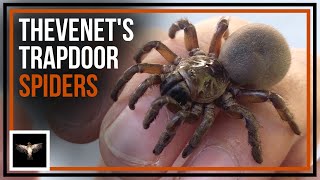 Digging Up Thevenet's Trapdoor Spiders