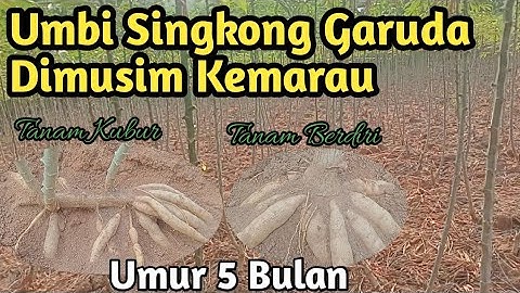 Perkembangan Singkong Garuda Musim Kemarau Cara Tanam Sistim Kubur dan Berdiri