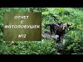 Отчет с фотоловушек 2. Смотри и отдыхай душой!