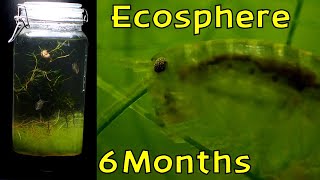 Overgrazing, Overpopulation and Ecological Succession │Aquatic Moss Ecosphere - 6 Month Update!