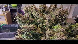 Bruce Banner Autoflower ILGM