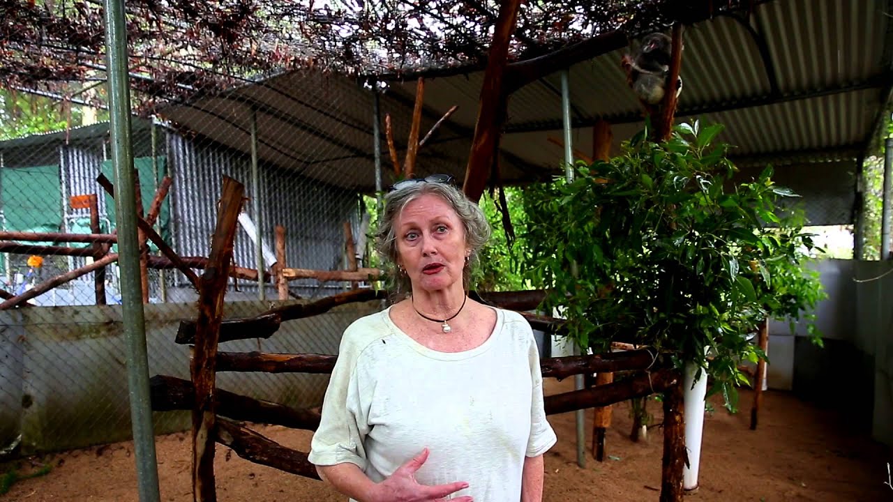 wildlife tea Ballina Koalas Threatened by Pacific Highway Stage 10 Upgrade