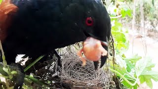 Savage Cuckoo Swallows Baby birds Alive in front of Mother | Cuckoo EatsUp Bulbul Babies | nestwatch