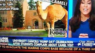 Hump Day Camel