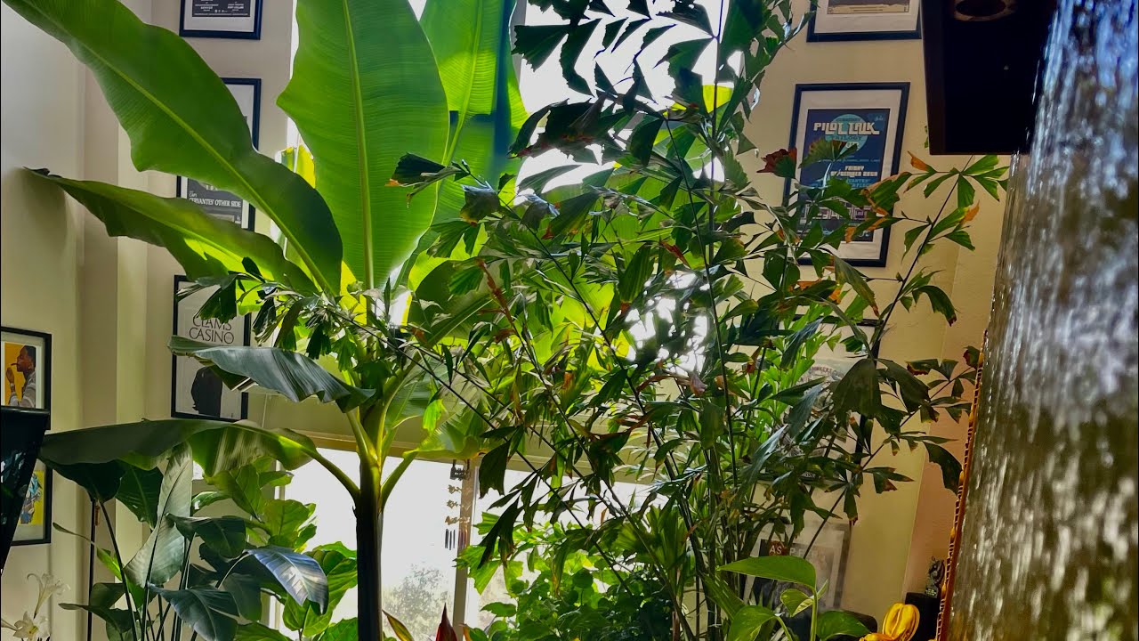 ZTY Palm Care! Cat Palm! Indoor Loft Jungle. Majestic Palm / Majesty