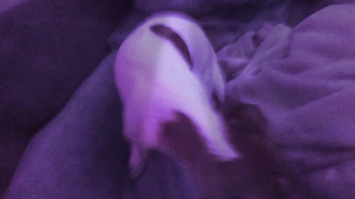 Almost dancing dog
