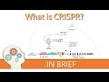 What is crispr  gene editing explained