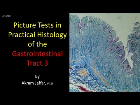 Picture tests in histology of the gastrointestinal system 3