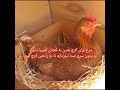 چطوره مرغ را کرچ کنیم 