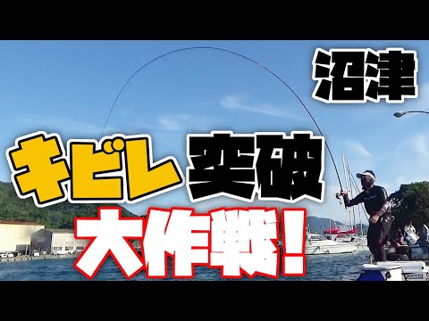 【紀州釣り】沼津の紀州釣り キビレ包囲網を突破して黒鯛を仕留める！【黒鯛釣り】【釣武者】