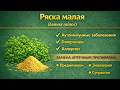 Ряска малая Lemna minor