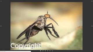 Details Lightroom Plugin 11 - Evlaa Guide