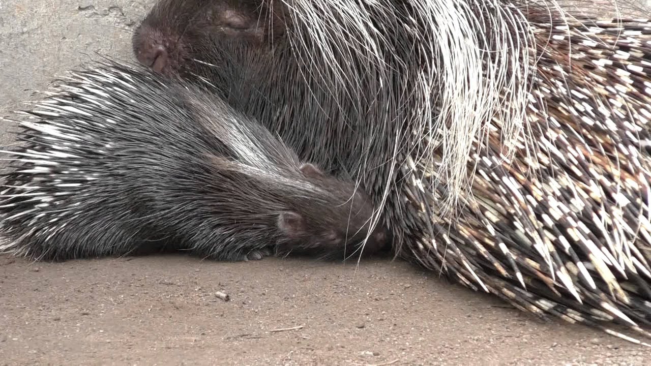 平川動物公園 ヤマアラシの赤ちゃん Youtube