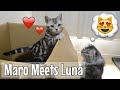Maro Meets Luna | 猫パンチ！