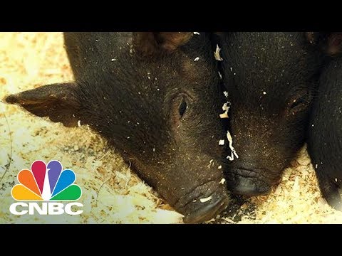 Video: Pet Scoop: Svinja dobiva lijek protiv raka u povijesti, Divlji poniji čine godišnje plivanje