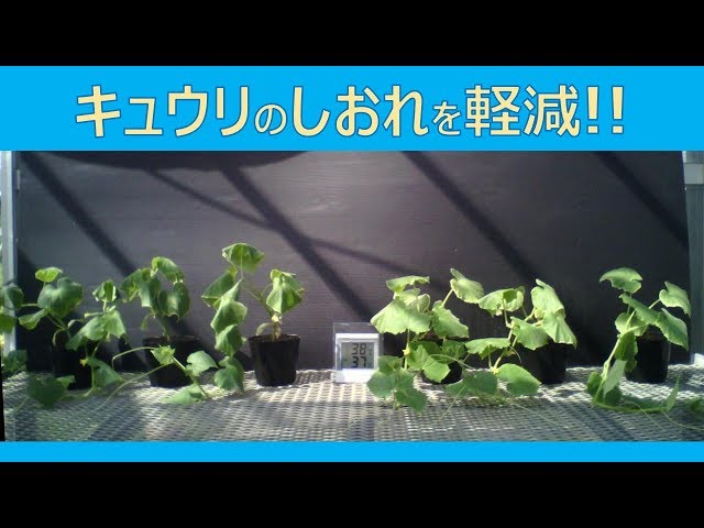 きゅうり苗しおれ軽減 動画 茨城生科研 Agri Worｌｄ