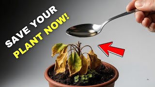 видео: Как оживить любое умирающее растение с помощью этого простого трюка (работает всегда!) картинка: Как оживить любое умирающее растение с помощью этого простого трюка (работает всегда!)