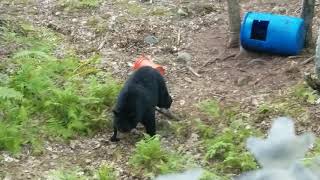 Maine September 2018 Bear