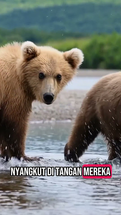 Funny behavior of bear cub & leopard catching fish #viralvideo #animals #trending #fyp #funny #fo...