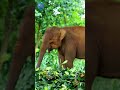 Elephant Facts That Sound Fake But Are Actually Real