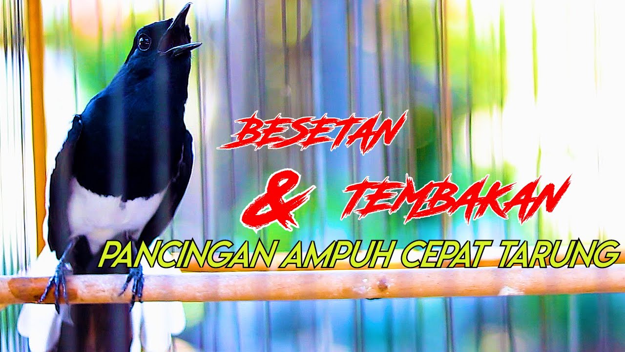 BESETAN DAN TEMBAKAN KACER BONGKAR ISIAN, PANCINGAN KACER AGAR CEPAT TARUNG