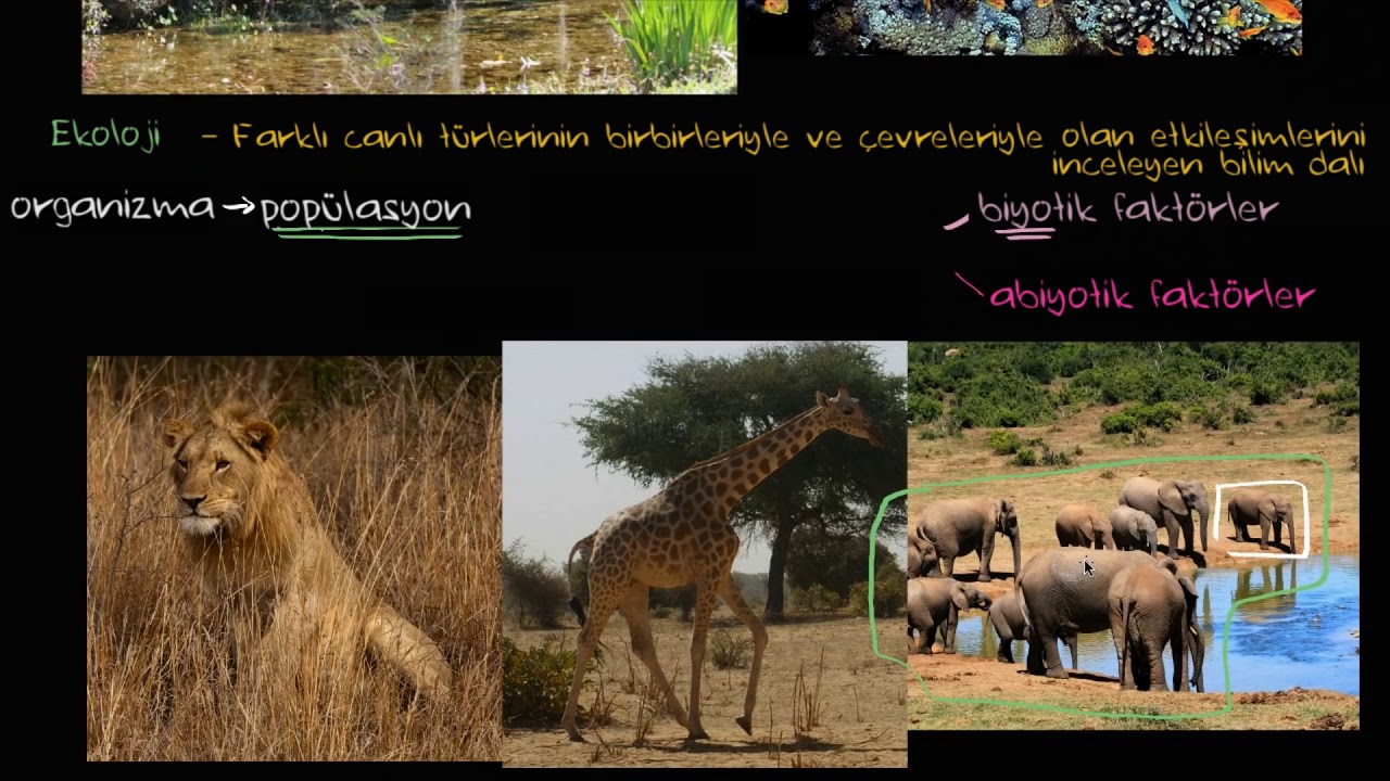 Ekoloji (Fen Bilimleri) (Biyoloji)