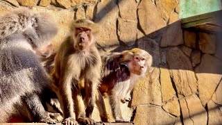 Неужели Люська и Лида НАС ОБМАНУЛИ и никакие они НЕ БЕРЕМЕННЫЕ? 