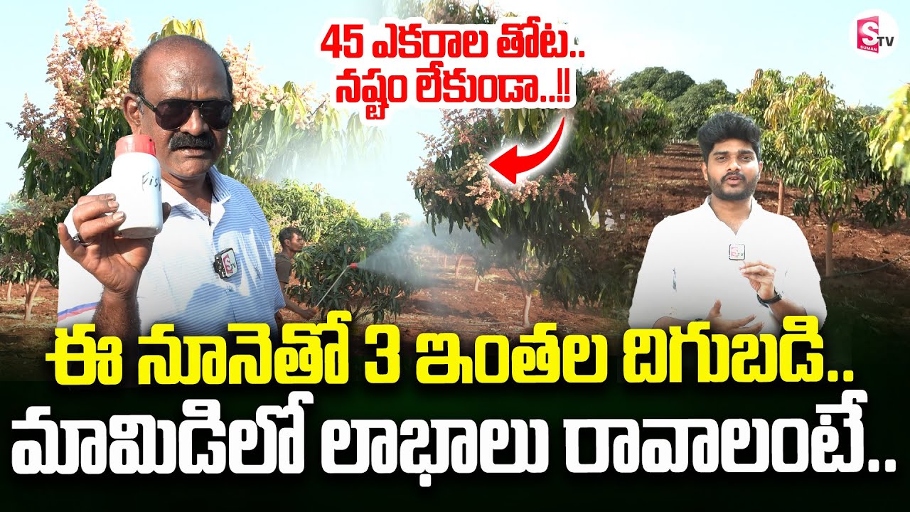 Mango Farming | నష్టం లేకుండా మామిడి తోట | Mango Plantation | SumanTV Rythu