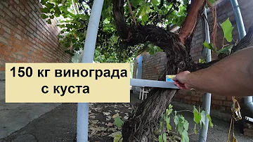 Садили для тени, а получили 150 кг винограда с одного куста-гиганта