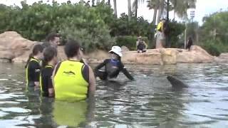 Discovery Cove Dolphin Swim!