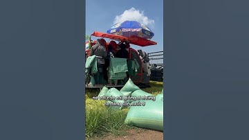 Nông dân nói về Giống Lúa Hg 12 ở khu vực Tây Nguyên của Công Ty CP GCT Đông Nam đầu tư và sản Xuất