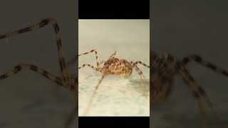 beautiful barn Spider #viral #shortsvideo #subscribe #shorts
