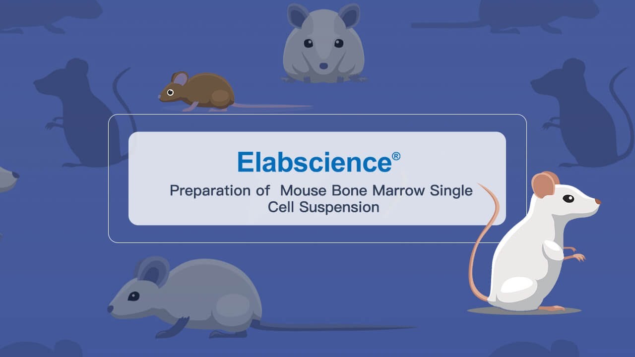 Preparation of Mouse Bone Marrow Single Cell Suspension - YouTube