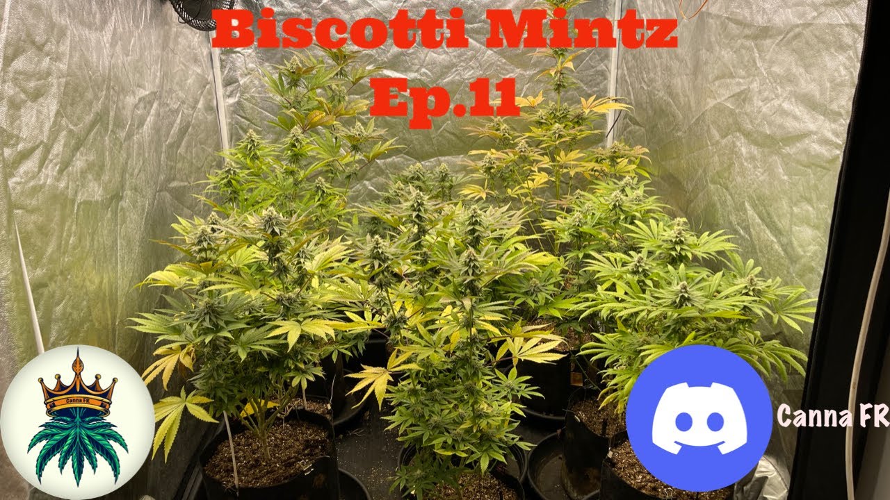 Biscotti Mintz Ep.11/13