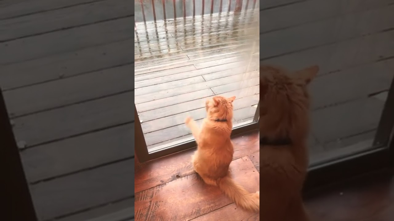 Cat Scratching Glass Door