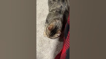 He loves catnip. I love catnip spray. Mess less. #cats #catnip #catscratch #catperson #felinefriend