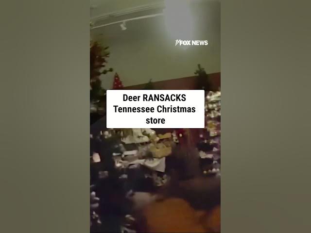 WATCH: Deer RANSACKS Tennessee Christmas store #shorts #us #news #foxnews #christmas #deer