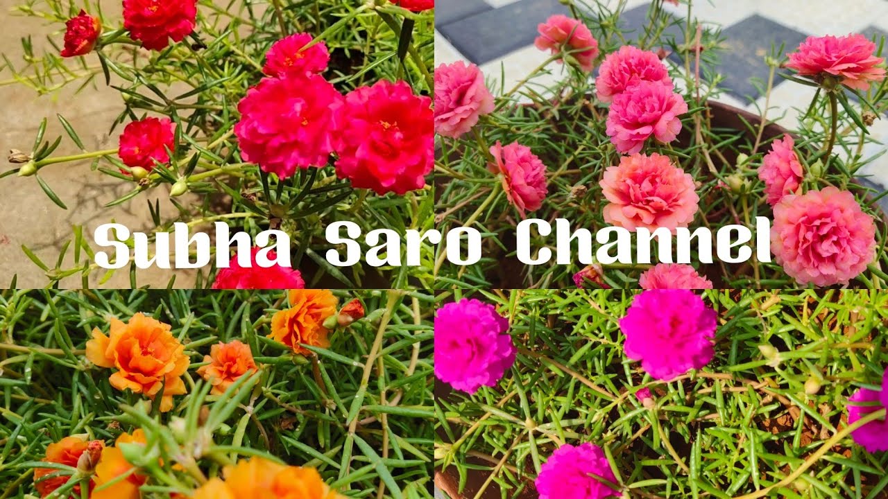 Table Rose அதிகமாக பூக்க 5 TIPS / Table rose plant care in tamil /Moss