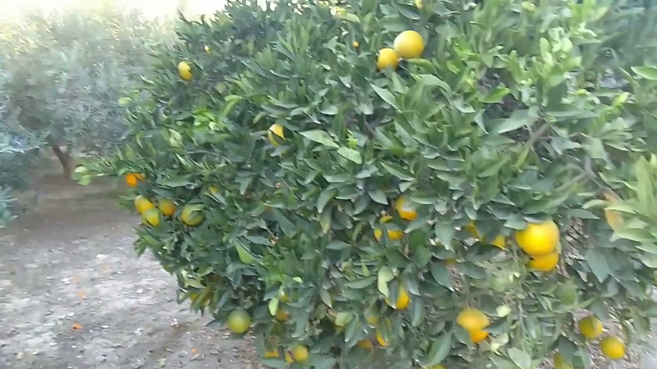 FINCA DE ÓLIVAS LORCA MURCIA ESPAÑA
