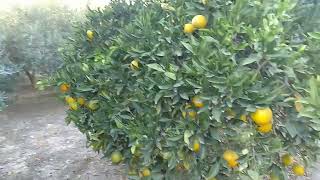 FINCA DE ÓLIVAS LORCA MURCIA ESPAÑA