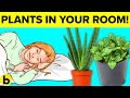 8 Plants You Should Keep In Your Bedroom
