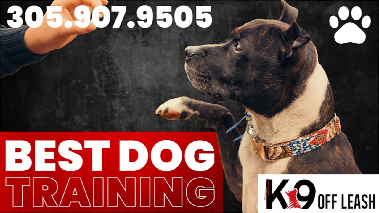 Best Dog Training Brickell Florida YouTube