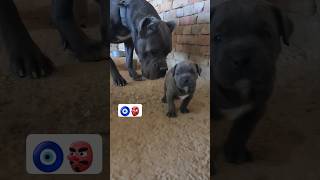 Aston The Cane Corso With Daughter