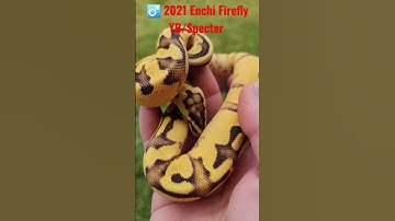 Male 2021 Enchi Firefly YB/Specter