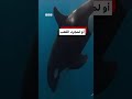 شاهد: حيتان الأوركا "تفجّر" الأسماك وتحولها إلى أشلاء