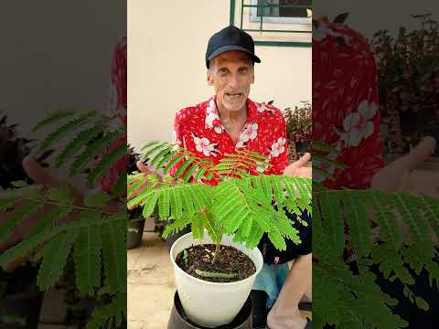 Flamboyant Tree -