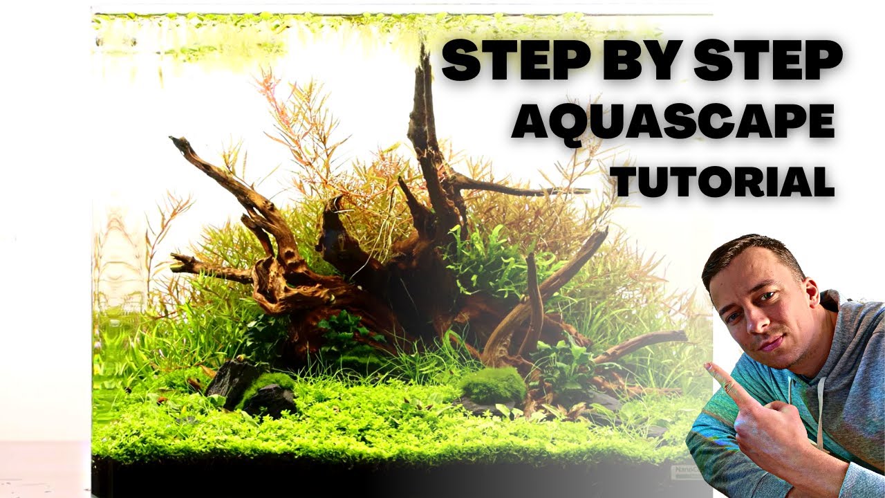 1 Aquascaping Solution: The Basics Introducing Aquascaping - Sevenports  Nano Aquariums